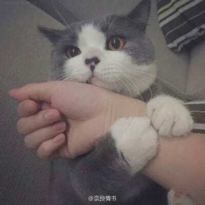 袋熊视频
