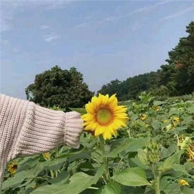 沙盒世界模拟器